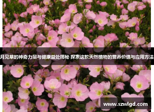 月见草的神奇力量与健康益处揭秘 探索这款天然植物的营养价值与应用方法